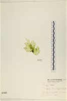 石蓴藏品圖，第3張