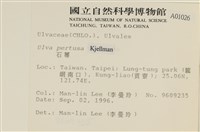 石蓴藏品圖，第2張