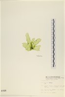 石蓴藏品圖，第3張
