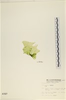 石蓴藏品圖，第3張