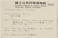 長片石蓴, 裂片石蓴藏品圖，第2張
