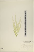 長片石蓴, 裂片石蓴藏品圖，第1張