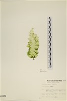 登錄號:A00001029藏品圖，第3張