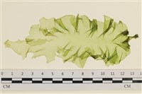 登錄號:A00001029藏品圖，第1張