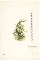 腸滸苔, 河石髮藏品圖，第1張