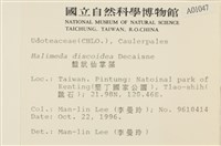 盤狀仙掌藻藏品圖，第2張