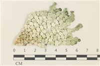 盤狀仙掌藻藏品圖，第1張