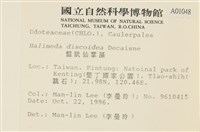 盤狀仙掌藻藏品圖，第2張