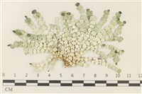 盤狀仙掌藻藏品圖，第1張