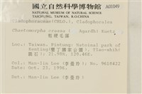 粗硬毛藻, 綠苔藏品圖，第2張