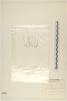 粗硬毛藻, 綠苔藏品圖，第3張
