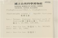 粗硬毛藻, 綠苔藏品圖，第2張