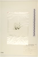 粗硬毛藻, 綠苔藏品圖，第3張