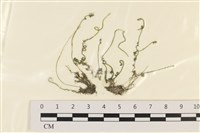粗硬毛藻, 綠苔藏品圖，第1張