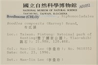 布氏藻藏品圖，第2張