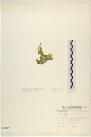 布氏藻藏品圖，第3張