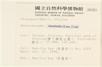 腸滸苔, 河石髮藏品圖，第2張