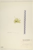 登錄號:A00001055藏品圖，第3張