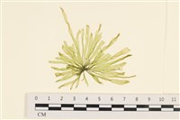 登錄號:A00001055藏品圖，第1張