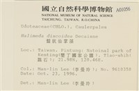 盤狀仙掌藻藏品圖，第2張