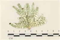 盤狀仙掌藻藏品圖，第1張