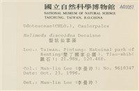 盤狀仙掌藻藏品圖，第2張