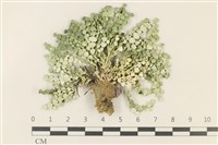 盤狀仙掌藻藏品圖，第1張