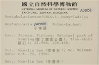 小笠藻, 小傘藻藏品圖，第2張