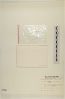 小笠藻, 小傘藻藏品圖，第3張