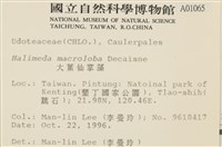 大葉海仙人掌, 大葉仙掌藻藏品圖，第2張