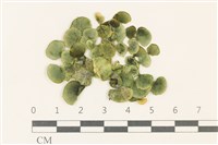 大葉海仙人掌, 大葉仙掌藻藏品圖，第1張