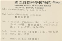 盤狀仙掌藻藏品圖，第2張