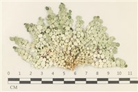 盤狀仙掌藻藏品圖，第1張