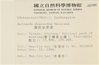 盤狀仙掌藻藏品圖，第2張