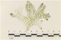 盤狀仙掌藻藏品圖，第1張