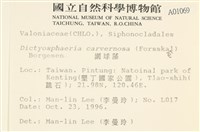 網球藻藏品圖，第2張