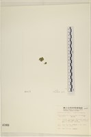 網球藻藏品圖，第3張