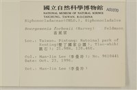曲玉藻, 香蕉菜, 玉茄藻藏品圖，第2張