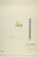 曲玉藻, 香蕉菜, 玉茄藻藏品圖，第3張