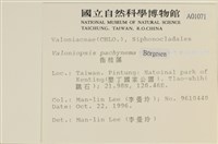 指枝藻藏品圖，第2張