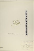 指枝藻藏品圖，第3張