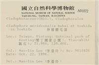 伸展剛毛藻藏品圖，第2張