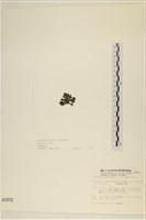 伸展剛毛藻藏品圖，第3張