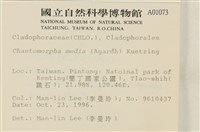 長條硬毛藻藏品圖，第2張