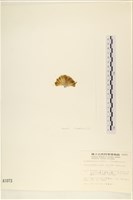 長條硬毛藻藏品圖，第3張