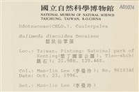 盤狀仙掌藻藏品圖，第2張