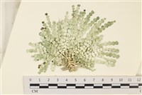 盤狀仙掌藻藏品圖，第1張