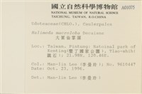 大葉海仙人掌, 大葉仙掌藻藏品圖，第2張