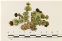 大葉海仙人掌, 大葉仙掌藻藏品圖，第1張