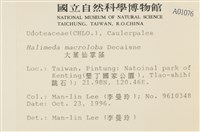 大葉海仙人掌, 大葉仙掌藻藏品圖，第2張